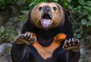 世界上最小的是什么熊？有多大？